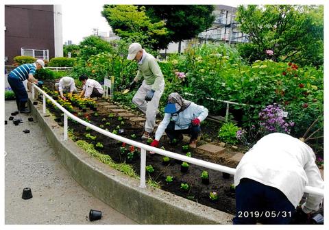 20190531　花苗を定植.jpg